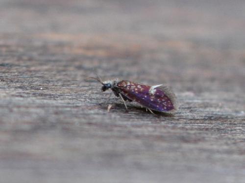 Eriocrania sp.